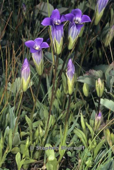 gentianopsis holopetala 4 graphic